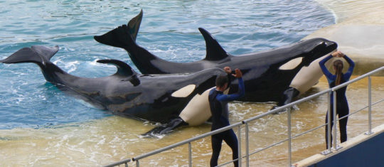 Marineland Antibes