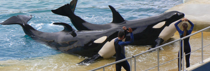 Les Animaux Aquatiques Proteges Une Passion Qui Se Transmet Les Animaux Aquatiques Proteges Une Passion Qui Se Transmet