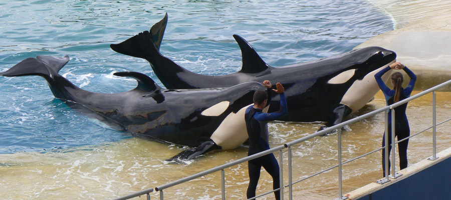 Marineland Antibes