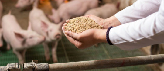 Aliments des porcs